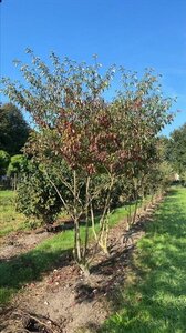 Cornus alternifolia 250-300 cm draadkluit - afbeelding 4