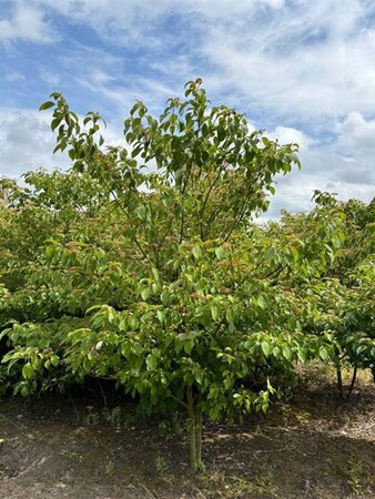 Cornus alternifolia 250-300 cm draadkluit struik solitair