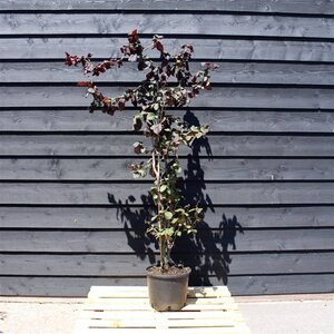 Corylus 'Red Majestic' 175-200 cm cont. 25L solitair
