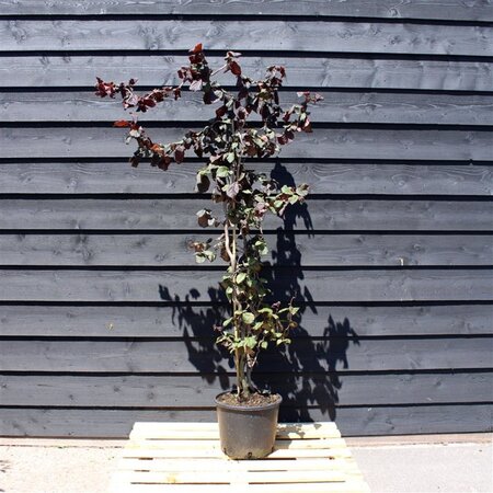 Corylus 'Red Majestic' 200-225 cm cont. 25L solitair - afbeelding 1