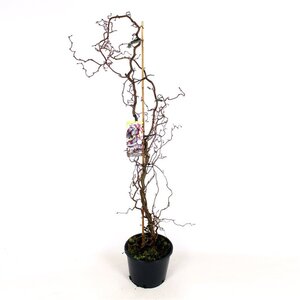 Corylus 'Red Majestic' 200-225 cm cont. 25L solitair - afbeelding 2