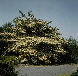Cornus controversa 200-250 cm container solitair