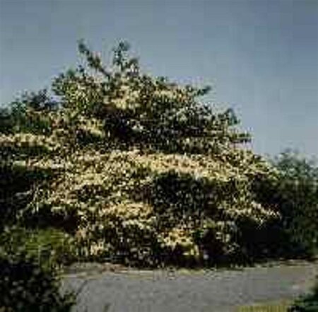 Cornus controversa 200-250 cm container solitair - afbeelding 2