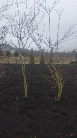 Cornus controversa 200-250 cm met kluit solitair 3-5 tak