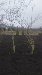 Cornus controversa 200-250 cm met kluit solitair 3-5 tak