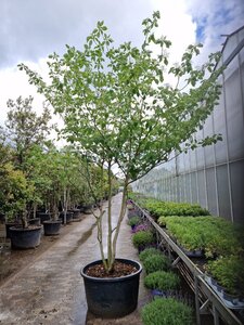 Cornus controversa 300-350 cm container single