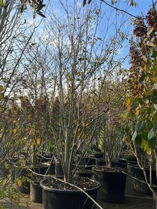 Cornus controversa 350-400 cm container solitair - afbeelding 2