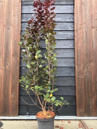 Cotinus cog. 'Royal Purple' 150-175 cm met kluit 5-8 tak solitair - afbeelding 1