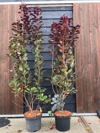Cotinus cog. 'Royal Purple' 150-175 cm met kluit 5-8 tak solitair - afbeelding 2