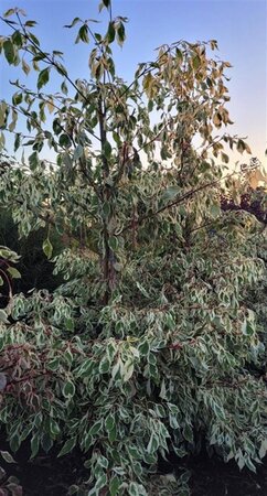 Cornus controversa 'Variegata' 175-200 cm met kluit - afbeelding 1