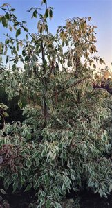 Cornus controversa 'Variegata' 175-200 cm met kluit - afbeelding 1