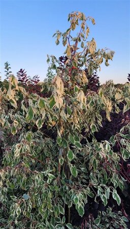 Cornus controversa 'Variegata' 175-200 cm met kluit - afbeelding 2