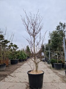 Cornus controversa 'Variegata' 200-250 cm container solitair