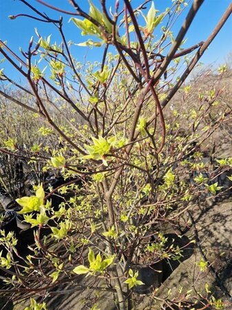 Cornus controversa 'Variegata' 200-250 cm container solitair - afbeelding 5