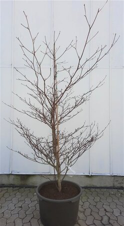 Cornus controversa 'Variegata' 200-250 cm container solitair - afbeelding 3