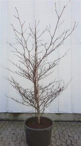 Cornus controversa 'Variegata' 200-250 cm container solitair - afbeelding 3