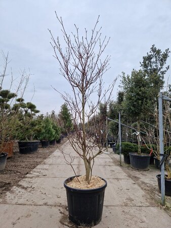 Cornus controversa 'Variegata' 200-250 cm container single - image 2