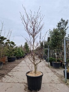 Cornus controversa 'Variegata' 200-250 cm container single - image 4