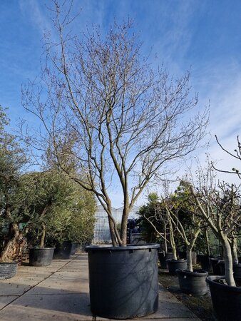 Cornus florida 400-450 cm container solitair extra