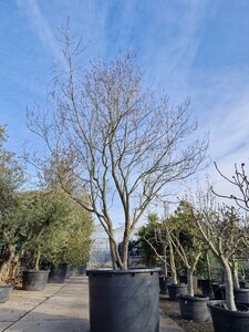 Cornus florida 400-450 cm container solitair extra - afbeelding 2