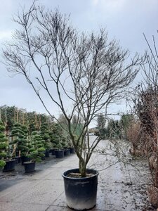 Cornus florida rubra 350-400 cm container solitair - afbeelding 3