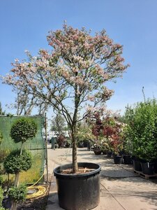 Cornus florida rubra 350-400 cm container solitair - afbeelding 5