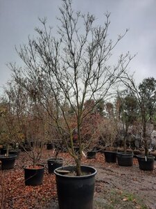 Cornus florida rubra 350-400 cm container solitair - afbeelding 6