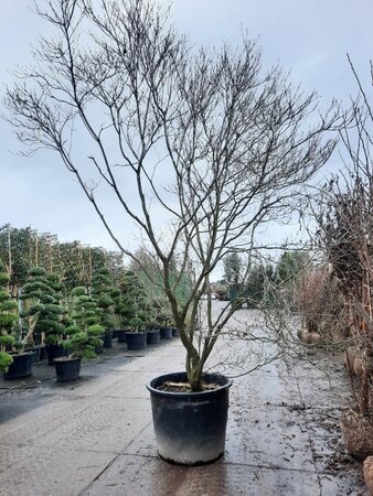 Cornus florida rubra 350-400 cm container single - image 2