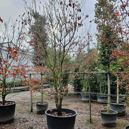 Cornus florida rubra 350-400 cm container single - image 4