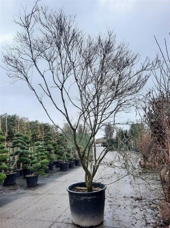 Cornus florida rubra 350-400 cm container single - image 1