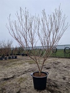 Cornus k. 'China Girl' 200-250 cm container solitair