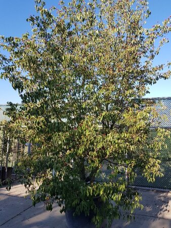 Cornus kousa chinensis 400-450 cm container single - image 1