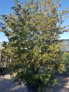 Cornus kousa chinensis 400-450 cm container single