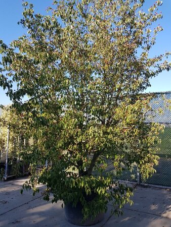 Cornus kousa chinensis 400-450 cm container single - image 2