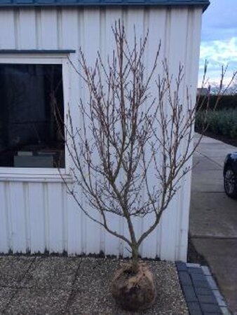 Cornus k. 'Schmetterling' (White Fountain) 150-175 cm cont. 50L solitair