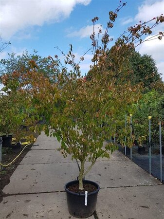 Cornus k. 'Tsukuba-no-mine' 200-250 cm container solitair - afbeelding 2