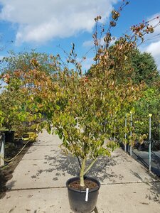 Cornus k. 'Tsukuba-no-mine' 200-250 cm container solitair - afbeelding 2