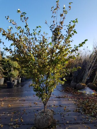 Cornus k. 'Tsukuba-no-mine' 200-250 cm container solitair - afbeelding 3