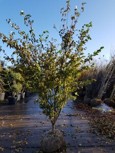 Cornus k. 'Tsukuba-no-mine' 200-250 cm container solitair - afbeelding 3