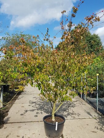 Cornus k. 'Tsukuba-no-mine' 200-250 cm container single - image 1