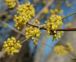 Cornus mas 250-300 cm container solitair