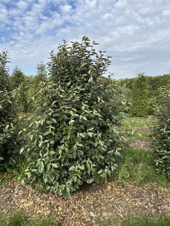 Elaeagnus ebbingei 175-200 cm draadkluit solitair