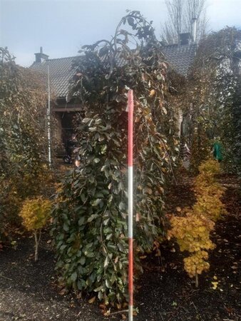 Fagus syl. 'Purpurea Pendula' 275 cm met kluit solitair