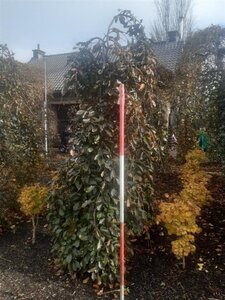 Fagus syl. 'Purpurea Pendula' 280-300 cm met kluit solitair 3-5 tak