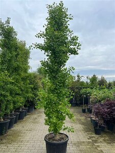 Ginkgo bil. 'Fastigiata' 300-350 cm container bonsai solitair