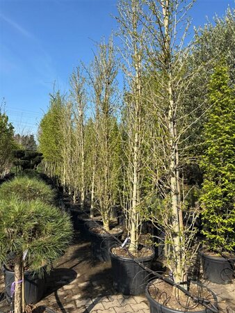 Ginkgo bil. 'Fastigiata' 300-350 cm container bonsai Single - image 2