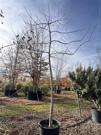 Ginkgo biloba 250-300 cm cont. 130L solitair