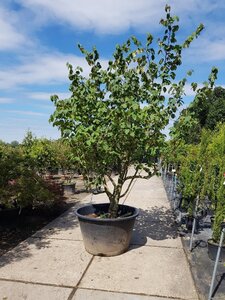 Hamamelis mollis 250-300 cm container zuilvorm solitair