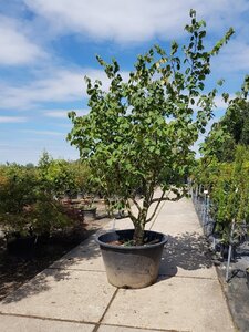 Hamamelis mollis 250-300 cm container zuilvorm solitair - afbeelding 2