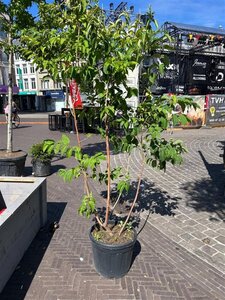 Heptacodium miconioides 150-175 cm cont. 45L solitair - afbeelding 2